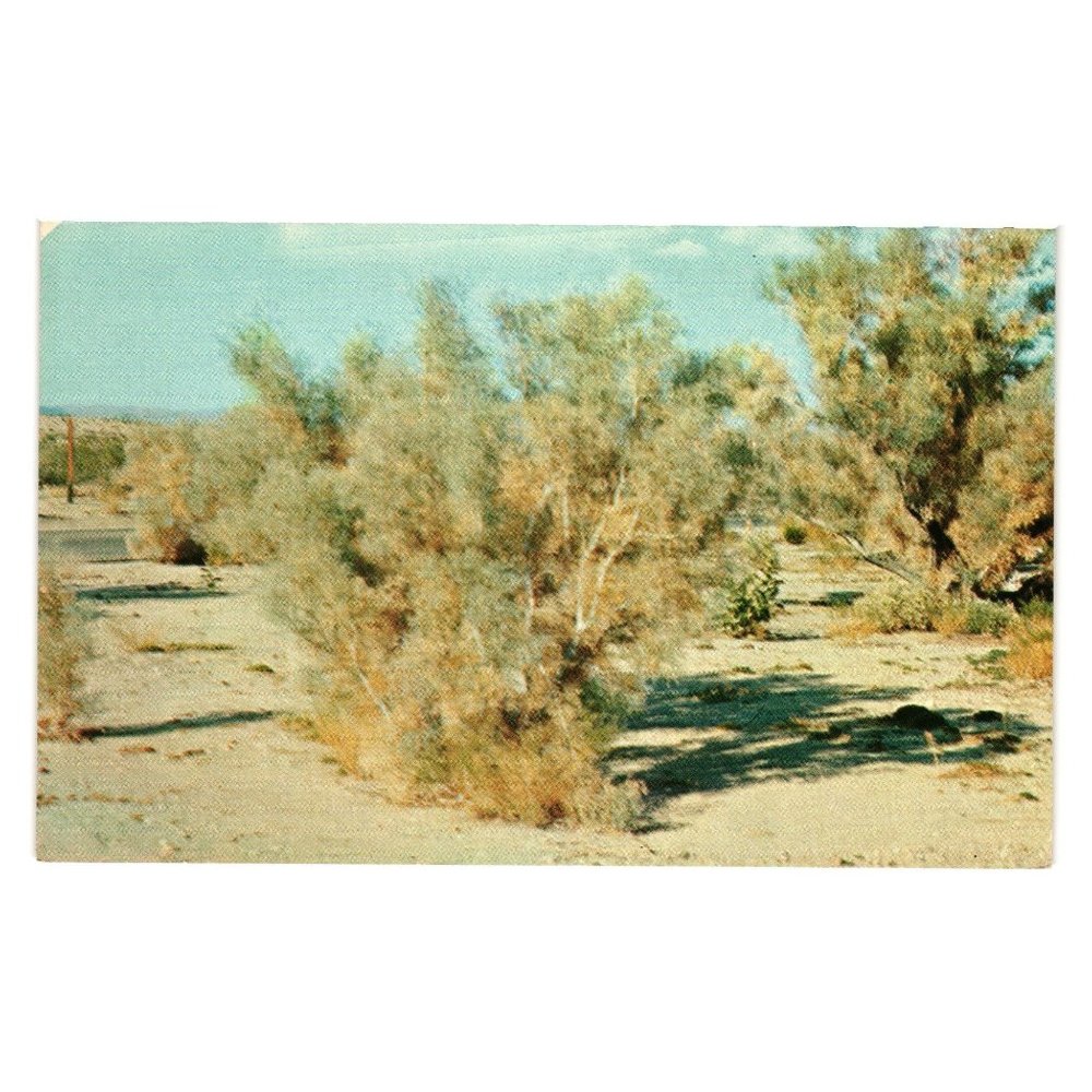 Vintage Postcard Smoke Trees Desert Landscaping Native Plants